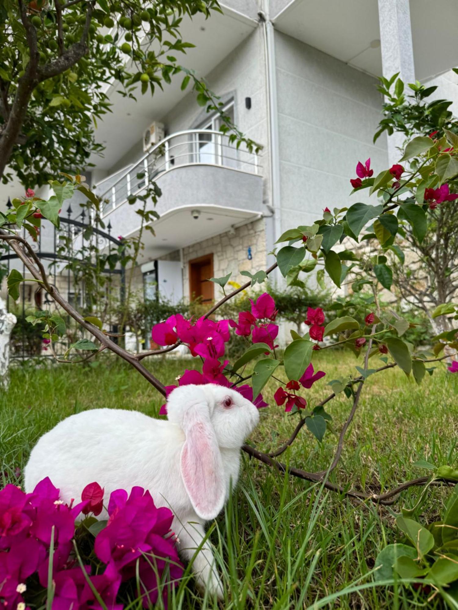 Villa Bodini Himarë Eksteriør billede